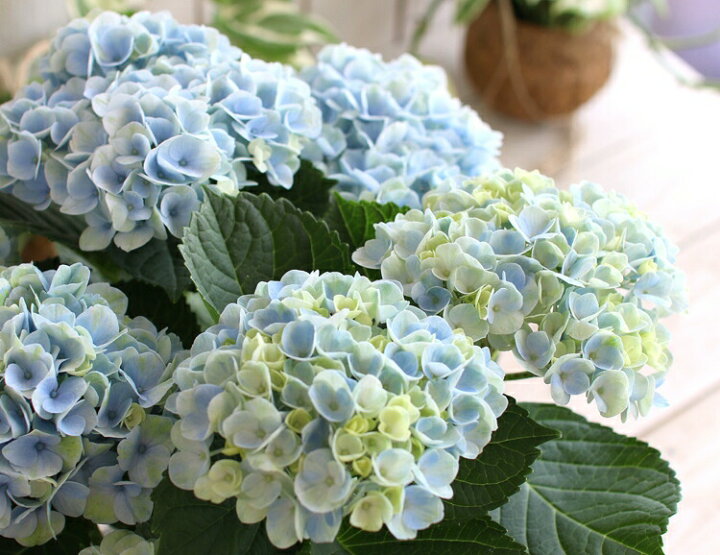 楽天市場 売り尽くし 秋色アジサイ 品種 マジカルシリーズ マジカル ハイドランジア マジカルレボリューション ブルー 5号鉢 紫陽花 あじさい 鉢植え アジサイ 紫陽花 秋色 品種 花うるる 花でうるおう毎日 楽天市場 売り尽くし 秋色アジサイ 品種 マジカルシリーズ マジカル ハイドランジア マジカルレボリューション ブルー 5号鉢 紫陽花 あじさい 鉢植え アジサイ 紫陽花 秋色 品種 花うるる 花でうるおう毎日