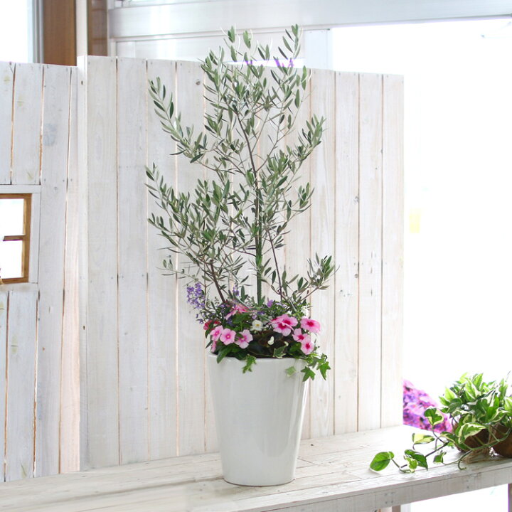 楽天市場 選べる鉢４種類 送料無料 オリーブの木 季節の花を寄せ植え ホワイト ブラック 高さ110 1cm前後 ご自宅用 店舗 メインツリー シンボルツリー 寄せ植え 玄関先 おしゃれ フラワー ギフト ガーデニング セット 贈り物 鉢 誕生日 ギフト 新築