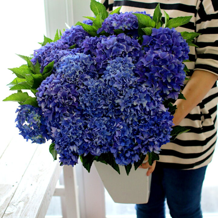 楽天市場 色変わりしながら長く咲き続ける 秋色アジサイ 品種 アマランス プチ ブルー 7号鉢 アンティーク アジサイ 紫陽花 あじさい 鉢植え アジサイ 紫陽花 秋色 品種 花うるる 花でうるおう毎日 楽天市場 色変わりしながら長く咲き続ける 秋色アジサイ 品種 アマランス プチ ブルー 7号鉢 アンティーク アジサイ 紫陽花 あじさい 鉢植え アジサイ 紫陽花 秋色 品種 花うるる 花でうるおう毎日