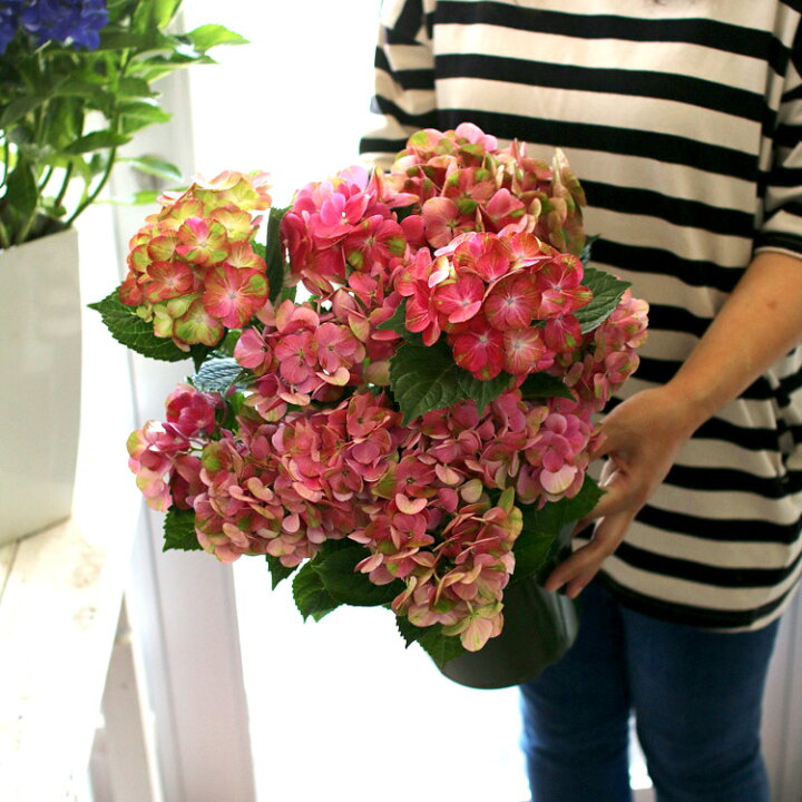 秋色アジサイ 色変わり済 品種 伊予獅子てまり いよじしてまり 5号鉢 アンティーク ヤマアジサイ 山紫陽花 あじさい 鉢植え アジサイ 紫陽花 秋色 品種 買取 秋色アジサイ 色変わり済 品種 伊予獅子てまり いよじしてまり 5号鉢 アンティーク ヤマアジサイ 山紫陽花 あじさい 鉢植え アジサイ 紫陽花 秋色 品種 買取