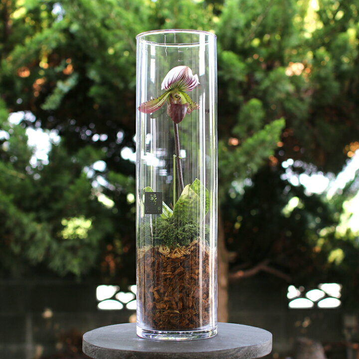楽天市場 特別アレンジ テラリウム パフィオペディラム 1株植え ガラス ケース インテリア 完成品 観葉植物 モダン アクアリウム おしゃれ 水槽 開店祝い 新築祝い 花うるる 花でうるおう毎日