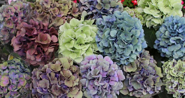 楽天市場 今週のご奉仕品 秋色アジサイ 一輪咲き おまかせ2鉢セット4号鉢 秋色進行中 紫陽花 あじさい 鉢植え アジサイ 紫陽花 秋色 品種 花うるる 花でうるおう毎日 楽天市場 今週のご奉仕品 秋色アジサイ 一輪咲き おまかせ2鉢セット4号鉢 秋色進行中 紫陽花 あじさい 鉢植え アジサイ 紫陽花 秋色 品種 花うるる 花でうるおう毎日