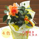 ＼珍しい 八重咲き ハイビスカス 4色／ ハイビスカス 鉢植え(5号鉢 高さ約40cm前後) (サマー ギフト プレゼント 鉢植え お中元 誕生日 結婚祝い 花鉢 開業祝い 髪飾り 八重 ハイビスカス苗 花 屋外 苗 鉢植え ハイビスカスの花