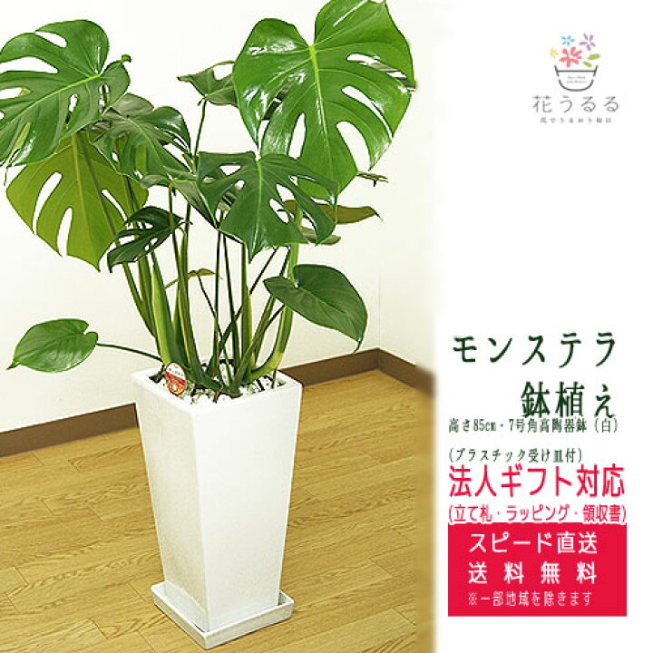 楽天市場 観葉植物 モンステラ7号角高陶器鉢 白 高さ約85cm Mons07 002 大型 開店祝い 新築祝い 誕生日プレゼント 引越祝い モダン インテリア スクエア おしゃれな植木鉢 送料無料 花うるる 花でうるおう毎日