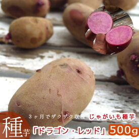 ＼マツコの知らない世界で特集／【じゃがいも 種イモ レア品種】夏植え「ドラゴン・レッド(西海31号)500g」 長崎県産 レア品種 種 ばれいしょ ジャガイモ 種イモ 家庭菜園 苗 夏 じゃがいも じゃが芋 種芋 種いも いも 芋 馬鈴薯 マツコの知らない世界