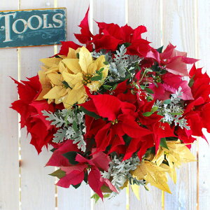 |CZ`ÃnMO񂹐AuXmasAWv NX}X  ~ Mtg v[g Ε t[Mtg  a v[g   LO  Vzj ސE