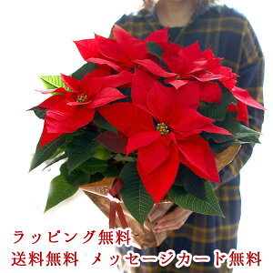 _bsOLy[^ |CZ`A Auv[ 5v NX}X Xmas  c Mtg NX}X  I[ig Ε |CZ` Ε   v[