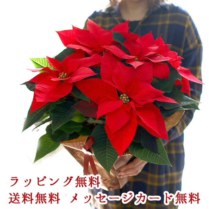 楽天市場 送料無料 クリスマスを彩る ポインセチアの鉢植え５号鉢 ラッピング無料 Xmas ギフト クリスマス 鉢植え 御歳暮 ポインセチヤ お歳暮 鉢 大 プレゼント 花うるる 花でうるおう毎日
