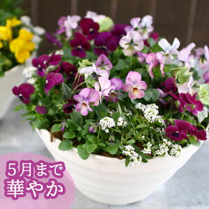 rI̊񂹐A[[Yo[(v^[ver] t[Mtg a v[g     Vzj A  K[fjO t[ O Mtg A   蕨 