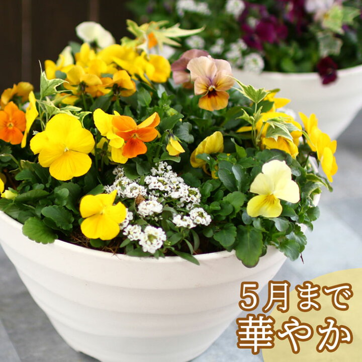 楽天市場】＼今が旬／売り尽くし／ビオラの寄せ植え[サニー(プランター 