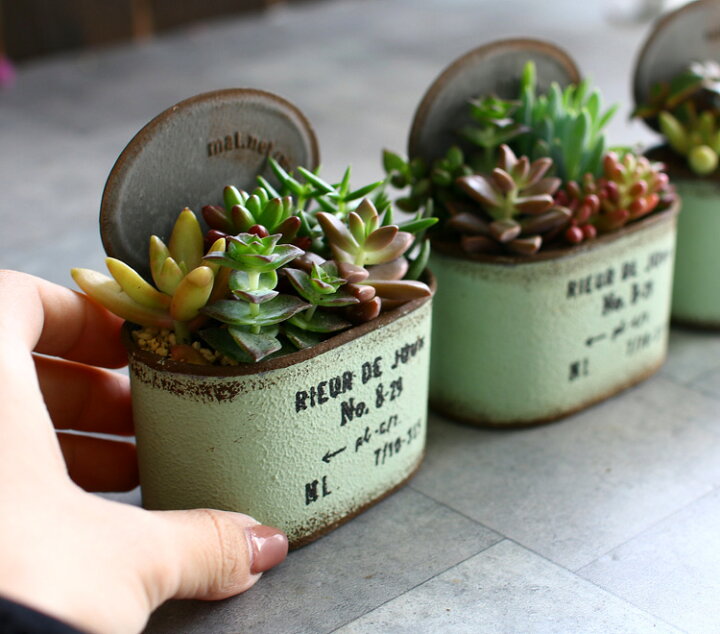 396円 最大72 Offクーポン 多肉植物寄せ植え ミニゼブラポット インテリア 可愛い