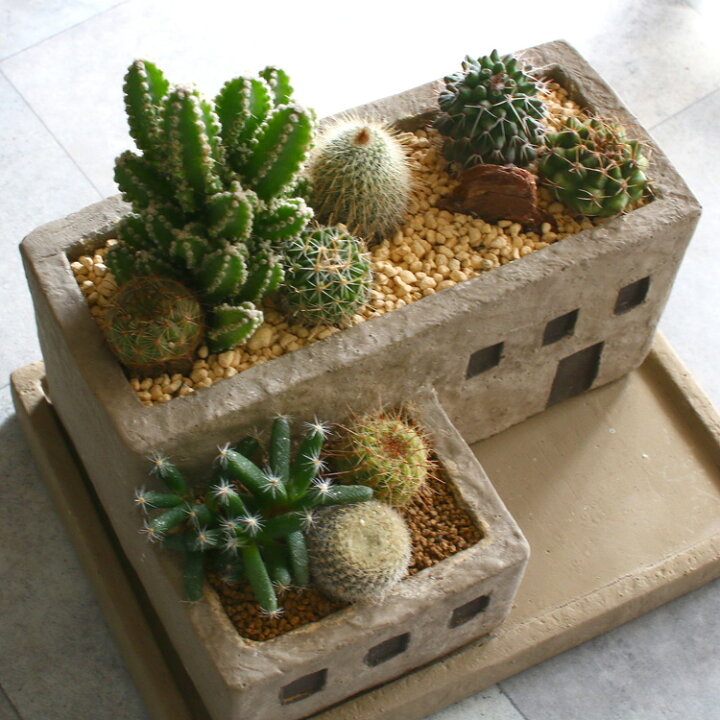 楽天市場 サボテン オシャレ 寄せ植え ビル型 陶器 オシャレ インテリア ミニサボテン 観葉植物 ギフト 鉢 雑貨 おしゃれ サボテン オシャレ 多肉植物 花うるる 花でうるおう毎日 楽天市場 サボテン オシャレ 寄せ植え ビル型 陶器 オシャレ インテリア ミニサボテン 観葉植物 ギフト 鉢 雑貨 おしゃれ サボテン オシャレ 多肉植物 花うるる 花でうるおう毎日