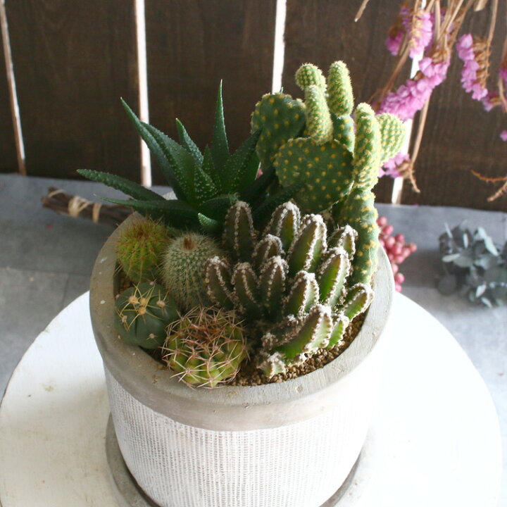 楽天市場 サボテン オシャレ 寄せ植え 陶器 オシャレ インテリア ミニサボテン 観葉植物 ギフト 鉢 雑貨 おしゃれ サボテン オシャレ 多肉植物 花うるる 花でうるおう毎日