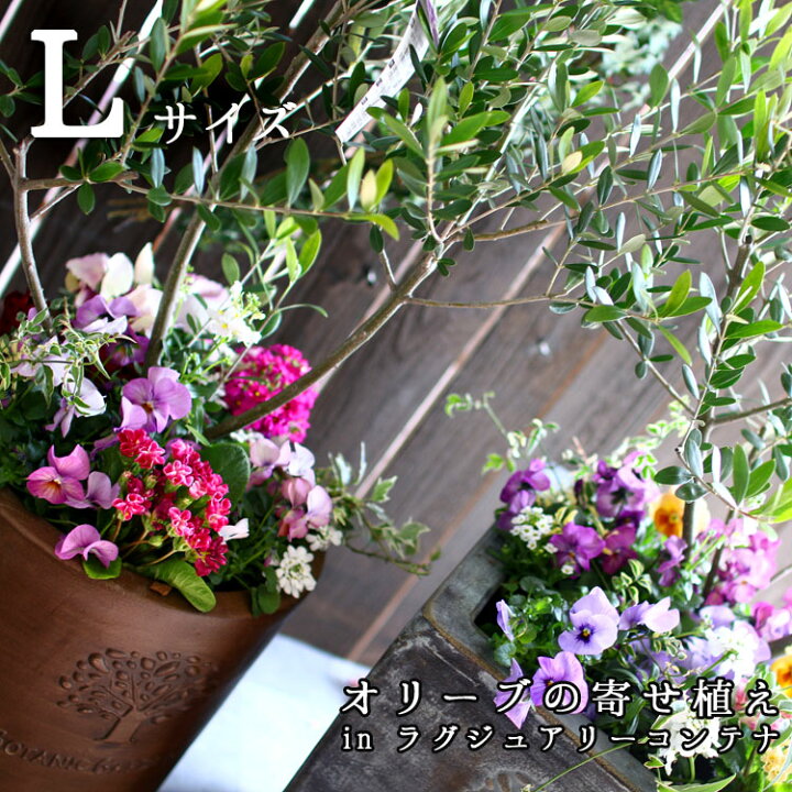 楽天市場 送料無料 オリーブの木 寄せ植え In ラグジュアリーコンテナ L 高さ110cm 140cm前後 個体差あり 開店祝い 開業祝い 店舗 玄関 シンボルツリー フラワー ギフト ガーデニング セット 贈り物 鉢 誕生日 プレゼント 新築祝いなどに 花うるる 花で