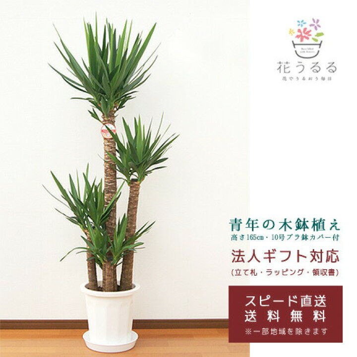 楽天市場 観葉植物 ユッカ 青年の木 10号プラスチック鉢 Yucc10 001 高さ約1 65m 大型 開店祝い 新築祝い 誕生日プレゼント 引越祝い インテリア 送料無料 花うるる 花でうるおう毎日