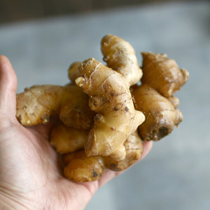 楽天市場 春植え 種ショウガ おたふく 大生姜 1kg 長崎県産 洗浄処理済 生姜 種生姜 種しょうが 苗 家庭菜園 苗 春植え 花うるる 花でうるおう毎日