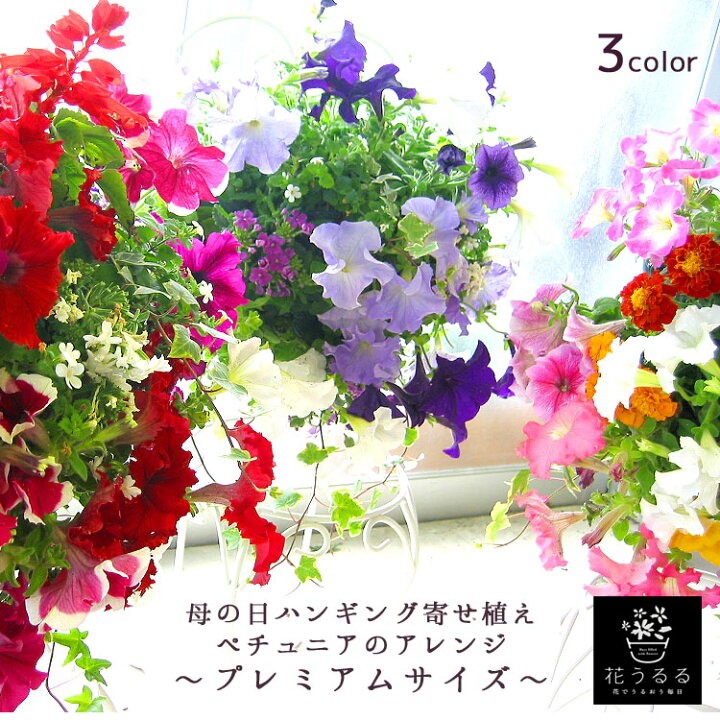 楽天市場 母の日22 送料無料 ｌサイズ ペチュニアのハンギングバスケット 寄せ植え プレミアム 開花期間 約0日 母の日 寄せ植え プレゼント ギフト 鉢植え おしゃれ 珍しい 花 送料無料 ハンギング 苗 春 夏 玄関 花うるる 花でうるおう毎日