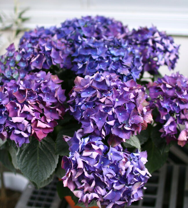 楽天市場 秋色アジサイ 品種 ハイドランジア ディープパープル 8号鉢 アンティーク 紫陽花 あじさい 鉢植え アジサイ 紫陽花 秋色 品種 花うるる 花でうるおう毎日 楽天市場 秋色アジサイ 品種 ハイドランジア ディープパープル 8号鉢 アンティーク 紫陽花 あじさい 鉢植え アジサイ 紫陽花 秋色 品種 花うるる 花でうるおう毎日