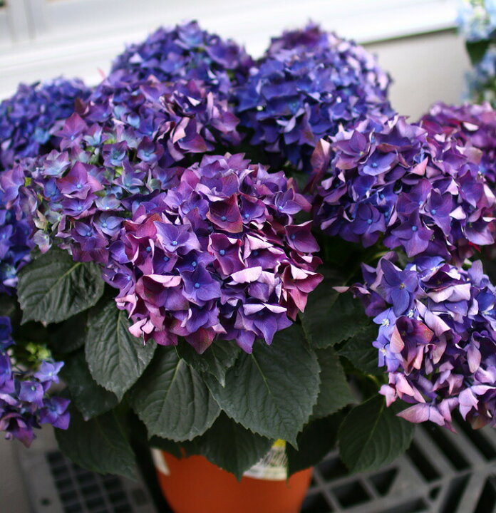 楽天市場 秋色アジサイ 品種 ハイドランジア ディープパープル 8号鉢 アンティーク 紫陽花 あじさい 鉢植え アジサイ 紫陽花 秋色 品種 花うるる 花でうるおう毎日 楽天市場 秋色アジサイ 品種 ハイドランジア ディープパープル 8号鉢 アンティーク 紫陽花 あじさい 鉢植え アジサイ 紫陽花 秋色 品種 花うるる 花でうるおう毎日