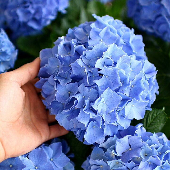 楽天市場 秋色アジサイ 品種 ハイドランジア サニーブルー 10号鉢 紫陽花 あじさい 鉢植え アジサイ 紫陽花 秋色 品種 花うるる 花でうるおう毎日