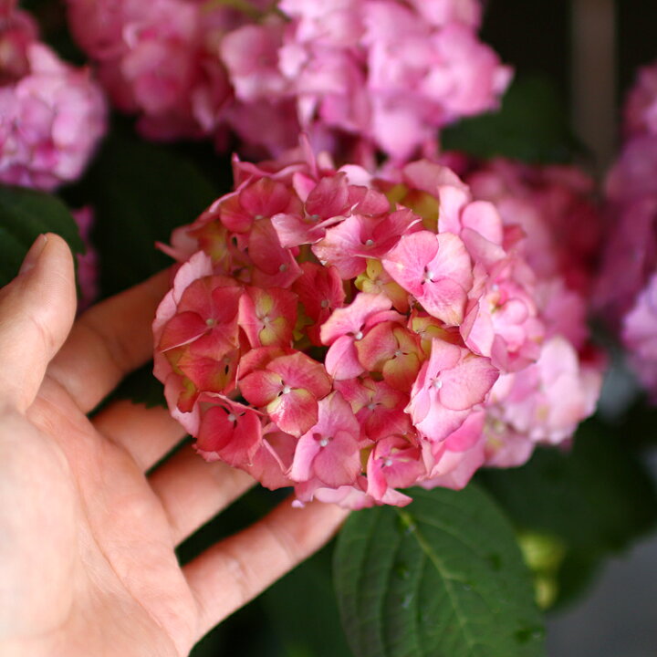 楽天市場 秋色アジサイ 品種 ハイドランジア アンティーク ジュエル 8号鉢 紫陽花 あじさい 鉢植え アジサイ 紫陽花 秋色 品種 花うるる 花でうるおう毎日