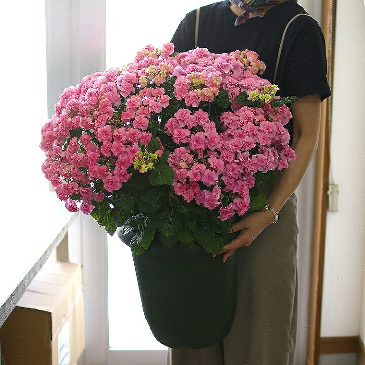 楽天市場 売り尽くし 秋色アジサイ 品種 ハイドランジア 最高の晩餐 10号鉢 紫陽花 あじさい 鉢植え アジサイ 紫陽花 秋色 品種 花うるる 花でうるおう毎日