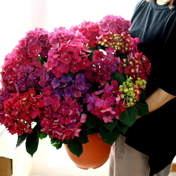 楽天市場 秋色アジサイ 品種 ハイドランジア ディープレッド ８号鉢 紫陽花 あじさい 鉢植え アジサイ 紫陽花 秋色 品種 花うるる 花でうるおう毎日