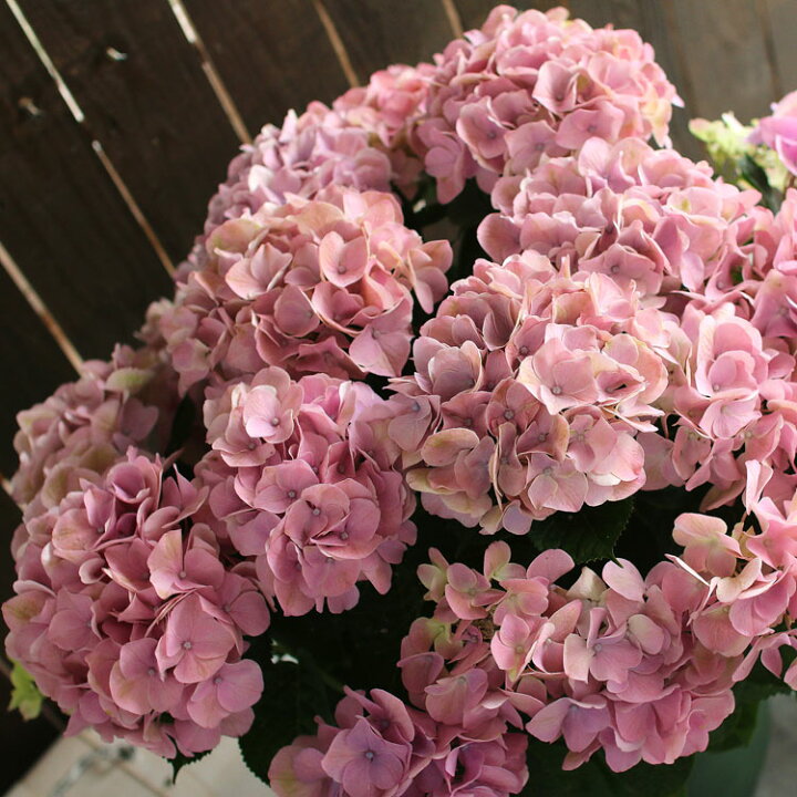 楽天市場 秋色アジサイ 品種 ハイドランジア スコーピオン 8号鉢 紫陽花 あじさい 鉢植え アジサイ 紫陽花 秋色 品種 花うるる 花でうるおう毎日