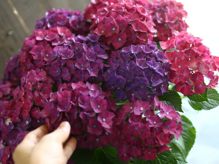 楽天市場 秋色アジサイ 品種 ハイドランジア ディープレッド ８号鉢 紫陽花 あじさい 鉢植え アジサイ 紫陽花 秋色 品種 花うるる 花でうるおう毎日