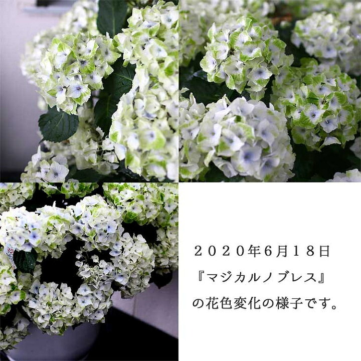 楽天市場 秋色アジサイ 品種 マジカルシリーズ マジカル ハイドランジア マジカルノブレス 15号鉢 紫陽花 あじさい 鉢植え アジサイ 紫陽花 秋色 品種 父の日 花うるる 花でうるおう毎日