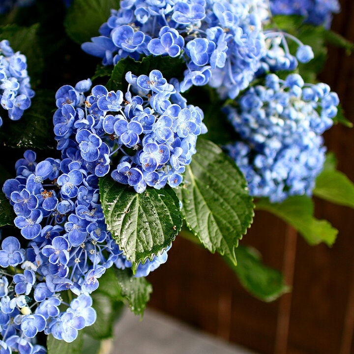 楽天市場 秋色アジサイ 品種 ポップコーン 8号鉢 アンティーク 紫陽花 あじさい 鉢植え アジサイ 紫陽花 秋色 品種 花うるる 花でうるおう毎日 楽天市場 秋色アジサイ 品種 ポップコーン 8号鉢 アンティーク 紫陽花 あじさい 鉢植え アジサイ 紫陽花 秋色 品種 花うるる 花でうるおう毎日