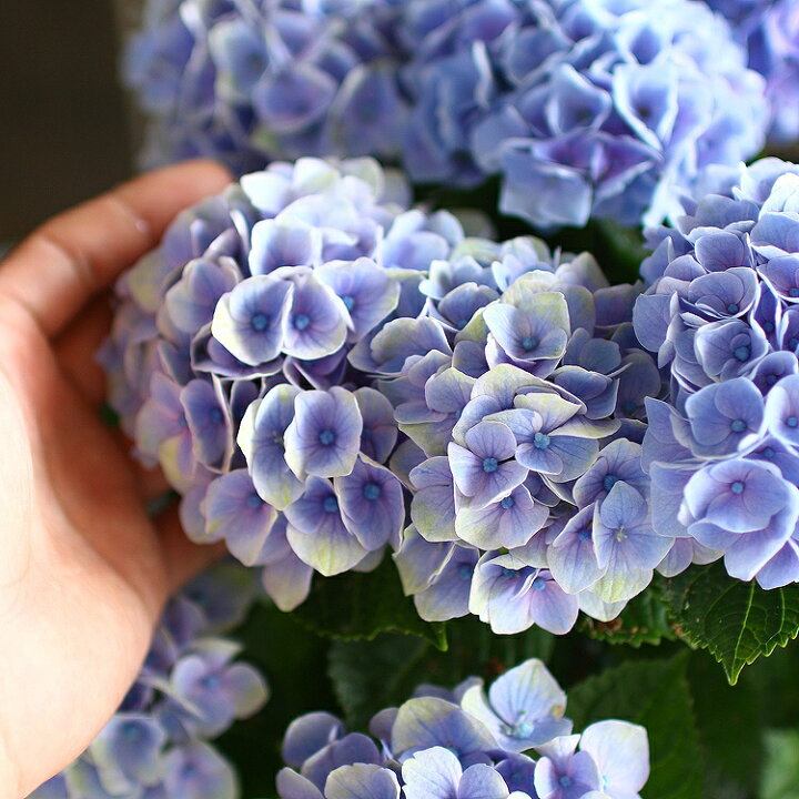 楽天市場 秋色アジサイ 品種 マジカルシリーズ マジカル ハイドランジア アメジストブルー 5号鉢 紫陽花 あじさい 鉢植え アジサイ 紫陽花 秋色 品種 花うるる 花でうるおう毎日 楽天市場 秋色アジサイ 品種 マジカルシリーズ マジカル ハイドランジア アメジストブルー 5号鉢 紫陽花 あじさい 鉢植え アジサイ 紫陽花 秋色 品種 花うるる 花でうるおう毎日