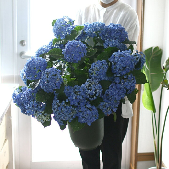 楽天市場 秋色アジサイ 品種 ポップコーン 8号鉢 アンティーク 紫陽花 あじさい 鉢植え アジサイ 紫陽花 秋色 品種 花うるる 花でうるおう毎日