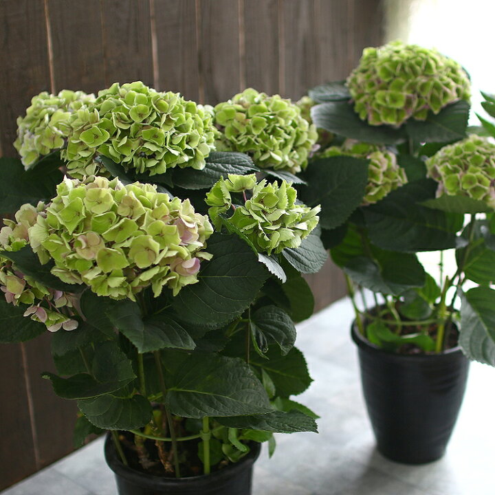 楽天市場 高級アジサイ 秋色 マーメイド ６号鉢 秋色アジサイ アンティーク 秋色 紫陽花 ハイドランジア あじさい 鉢植え アジサイ 紫陽花 秋色 品種 花うるる 花でうるおう毎日