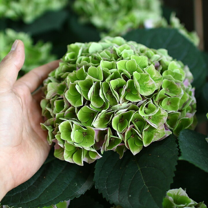 楽天市場 高級アジサイ 秋色 マーメイド ６号鉢 秋色アジサイ アンティーク 秋色 紫陽花 ハイドランジア あじさい 鉢植え アジサイ 紫陽花 秋色 品種 花うるる 花でうるおう毎日