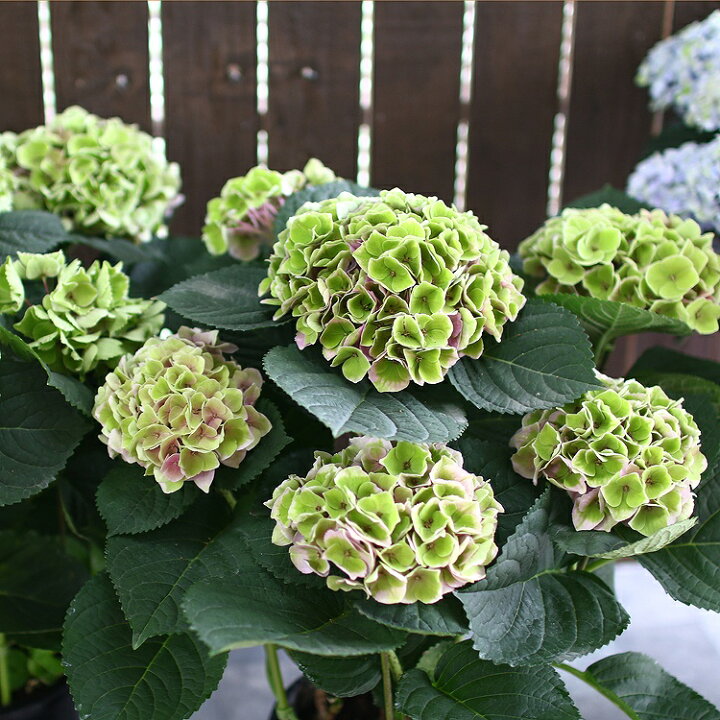 楽天市場 高級アジサイ 秋色 マーメイド 6号鉢 秋色アジサイ アンティーク 秋色 紫陽花 ハイドランジア あじさい 鉢植え アジサイ 紫陽花 秋色 品種 花うるる 花でうるおう毎日 楽天市場 高級アジサイ 秋色 マーメイド 6号鉢 秋色アジサイ アンティーク 秋色 紫陽花 ハイドランジア あじさい 鉢植え アジサイ 紫陽花 秋色 品種 花うるる 花でうるおう毎日