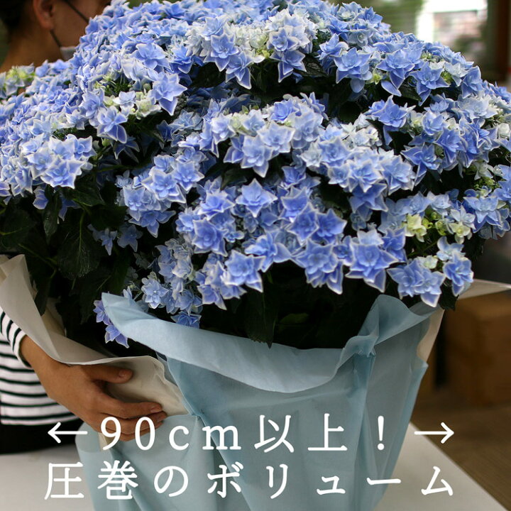 楽天市場 秋色アジサイ 品種 ハイドランジア コンペイトウ スマイル ブルー 15号鉢 紫陽花 あじさい 鉢植え アジサイ 紫陽花 秋色 品種 父の日 花うるる 花でうるおう毎日 楽天市場 秋色アジサイ 品種 ハイドランジア コンペイトウ スマイル ブルー 15号鉢 紫陽花 あじさい 鉢植え アジサイ 紫陽花 秋色 品種 父の日 花うるる 花でうるおう毎日