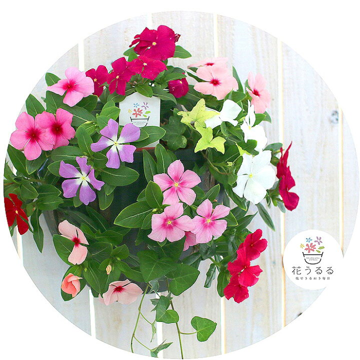 楽天市場 花うるるのハンギング寄せ植え ニチニチソウのカラフルmix 開花期 ５ー１１月 寄せ植え ギフト フラワー 玄関 ガーデニング セット 苗 ハンギングバスケット 花うるる 花でうるおう毎日