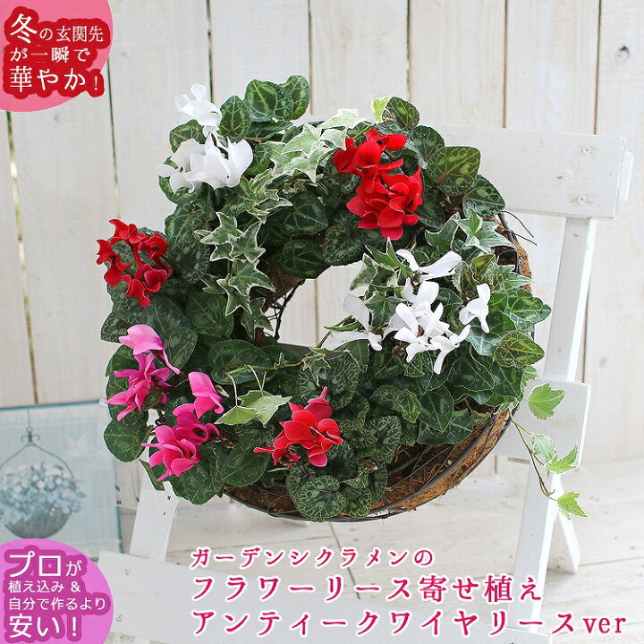 楽天市場 ガーデンシクラメンのリース寄せ植え ヤシマットリースver ワイヤーリース ヤシ繊維 花うるるロングセラーの人気リース型寄せ植え 冬 春までの寄せ植え ギフト 通販 楽天寄せ植えランキング１位 花うるる 花でうるおう毎日