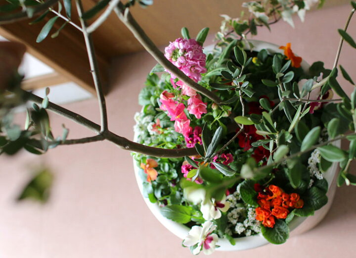 楽天市場 送料無料 オリーブ 季節の花 寄せ植え 選べる陶器鉢 白 高さ130cm前後 大型 オリーブの木 寄せ植え 鉢植え 開店祝い 法人ギフト 店舗 メインツリー 花うるる 花でうるおう毎日