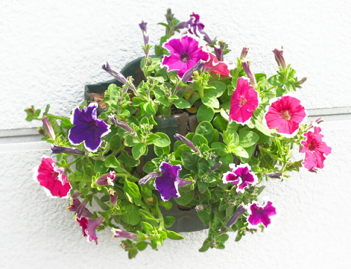 楽天市場 期間限定発売 ペチュニアのハンギング寄せ植え ピコティ 寄せ植え 苗 ハンギング 鉢プランター 寄せ植え 花うるる 花でうるおう毎日