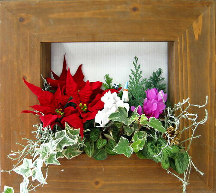 楽天市場 ミニ花はなフレームのクリスマスアレンジ寄せ植え 静かな森 フレームセット 寄せ植え クリスマス 花うるる 花でうるおう毎日
