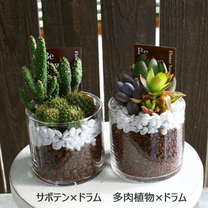 楽天市場 多肉植物 Or サボテン 寄せ植え ガラスポット ボール型 ドラム型 観葉植物 エケベリア ギフト 鉢 インテリア 雑貨 オシャレ 花うるる 花でうるおう毎日