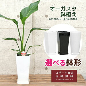 ϗtA Xg`AEI[KX^6 (Iׂ锫6 `)65cm yaugu06-005-011 z^ JXj Vzj av[g zj AWA