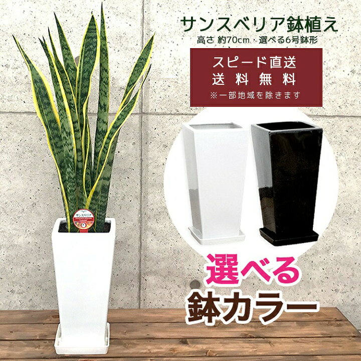 楽天市場 観葉植物 サンスベリア6号鉢 選べる鉢10種 高さ約70cm サンセベリア トラノオ 開店祝い 新築祝い プレゼント 引越祝い インテリア スクエア 送料無料 花うるる 花でうるおう毎日