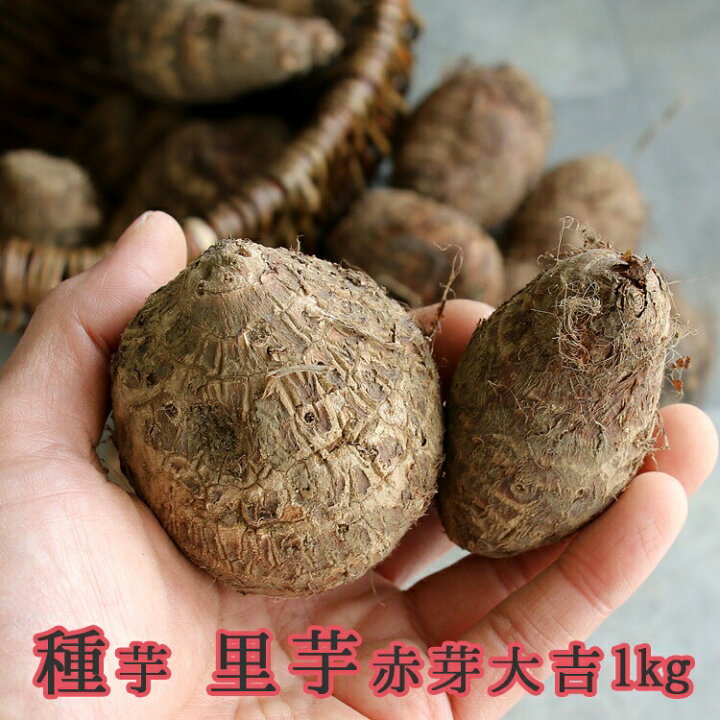 楽天市場 春植え 種芋 里芋 赤芽大吉 1kg 熊本県産 里芋 種芋 サトイモ さといも 里芋種 セレベス 苗 家庭菜園 苗 花うるる 花 でうるおう毎日