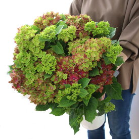 花の寄せ植え作品を始めハンギングバスケット ギャザリング ハーバリウム ギフトの店 花うるる 花でうるおう毎日 花の寄せ植え作品を始めハンギングバスケット ギャザリング ハーバリウム ギフトの店 花うるる 花でうるおう毎日