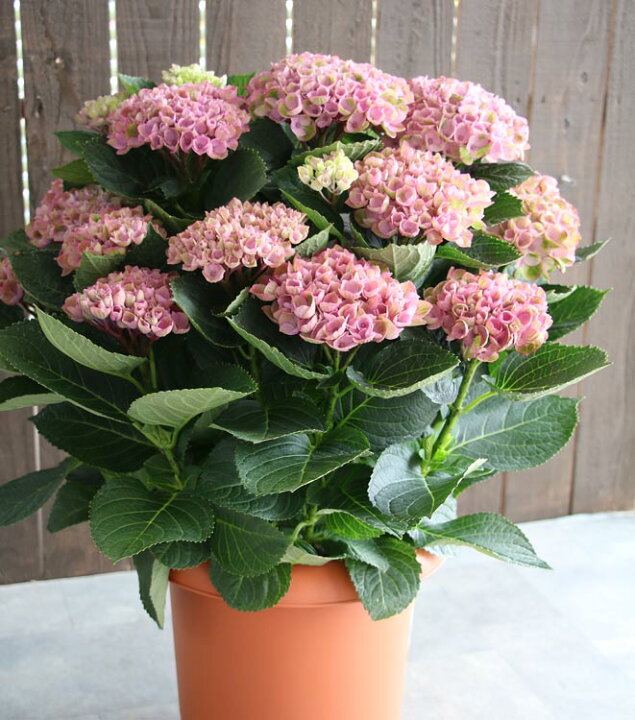 本物 秋色アジサイ 品種 マジカル レボリューション ピンク系マーブル 色幅あり 5号鉢 ハイドランジア 紫陽花 あじさい 鉢植え アジサイ 秋色 品種 本物 秋色アジサイ 品種 マジカル レボリューション ピンク系マーブル 色幅あり 5号鉢 ハイドランジア 紫陽花 あじさい 鉢植え アジサイ 秋色 品種