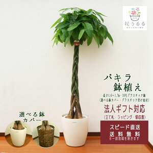 ϗtA pL10 Iׂ锫Jo[ 2 1.6`1.7m ypach10-002003z^ JXj Vzj v[g zj CeA ȐAؔ   Money Tree ɉh e J