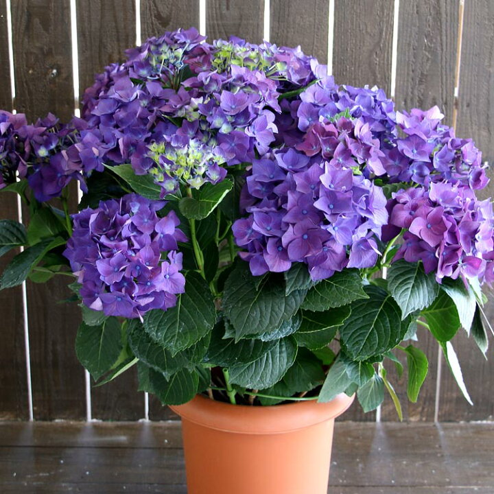 楽天市場 秋色アジサイ 品種 ハイドランジア ディープパープル 8号鉢 アンティーク 紫陽花 あじさい 鉢植え アジサイ 紫陽花 秋色 品種 花うるる 花でうるおう毎日 楽天市場 秋色アジサイ 品種 ハイドランジア ディープパープル 8号鉢 アンティーク 紫陽花 あじさい 鉢植え アジサイ 紫陽花 秋色 品種 花うるる 花でうるおう毎日